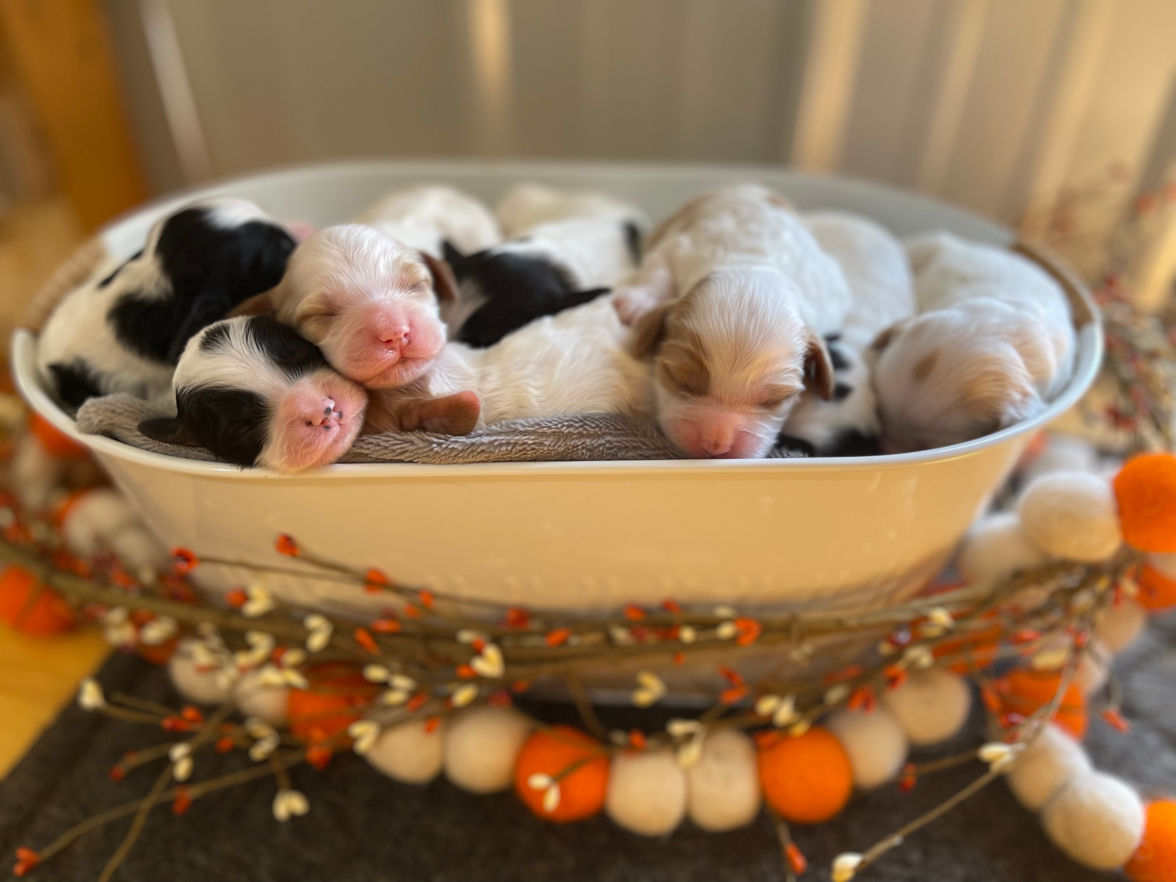 Two weeks old